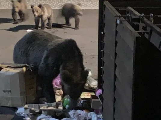 Primărie din județul Brașov, metodă inedită pentru alungarea urșilor: dispozitive de eliminare a mirosurilor care atrag animale, lipite pe tomberoane