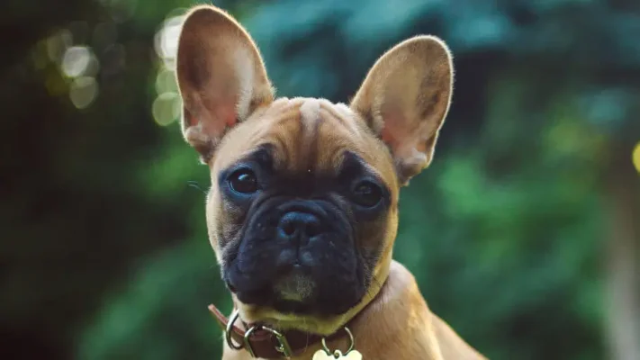 Cele mai frecvente boli întâlnite la rasa Bulldog francez