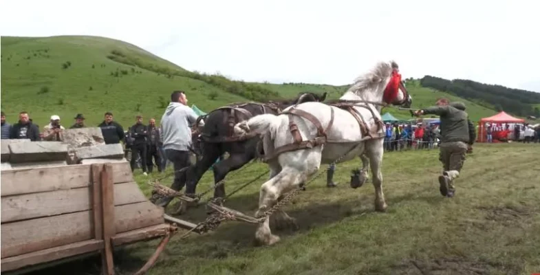 Concursuri de tracțiune cu cai vor fi interzise. Apare cazierul de protecție a animalelor