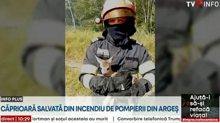Pui de căprioară, salvat dintr-un incendiu de pompierii argeșeni