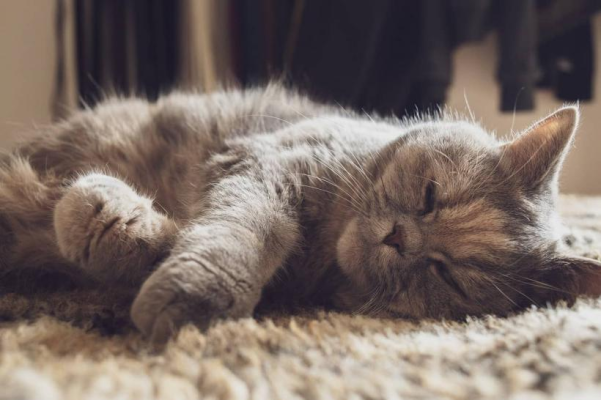 Ce încearcă să-ți spună pisica atunci când își înfige ghearele în tine