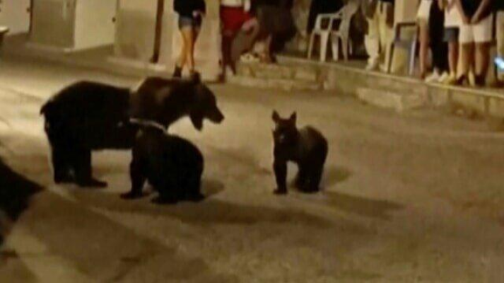 Urși, pe străzile unor localități din Harghita. Localnicii au primit mesaje RO-Alert