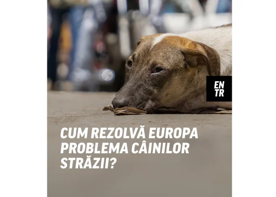 VIDEO Ce fac europenii pentru animalele fără stăpân/ Soluții, reguli și pedepse în Olanda, Germania, Franța și Spania