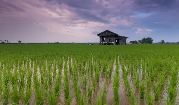 Ministrul japonez al Agriculturii demisionează în urma unei gafe cu privire la orez, aliment de bază care a ajuns la un preţ istoric / „Nu a trebuit niciodată să cumpăr orez”, a spus, referindu-se la cadourile primite de la susţinători