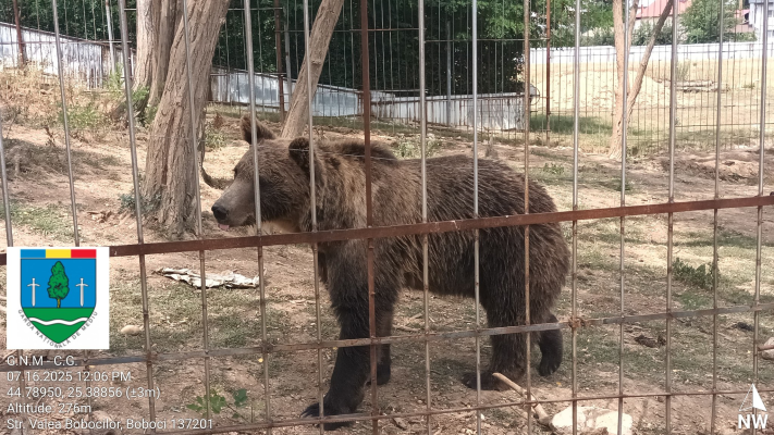 O grădină zoologică ilegală a fost amendată cu 120.000 de lei în Dâmbovița. Animalele sălbatice erau ținute în captivitate, în condiții improprii