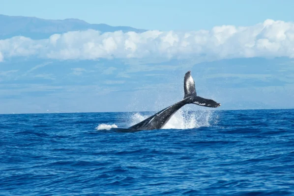 Summitul Oceanelor de la Nisa se deschide cu critici voalate la adresa planurilor expansioniste ale lui Donald Trump şi a intenţiei  de a exploata resursele oceanului