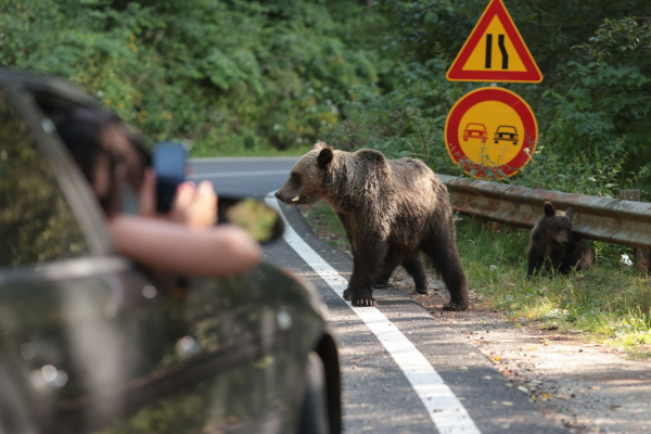 Urșii din Carpați, între atracție turistică și pericol public? Experții avertizează, la Făgăraș Fest: Animalele sunt hrănite cu ciocolată pentru tururi foto / Doar „sub 10% dintre urși provoacă probleme” / Soluții ca la Yellowstone