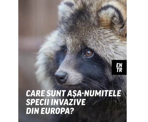 Ce au în comun țestoasa din Florida, câinele raton și veverița coreeană? Dacă nu știai încă, sunt oficial specii invazive în Europa