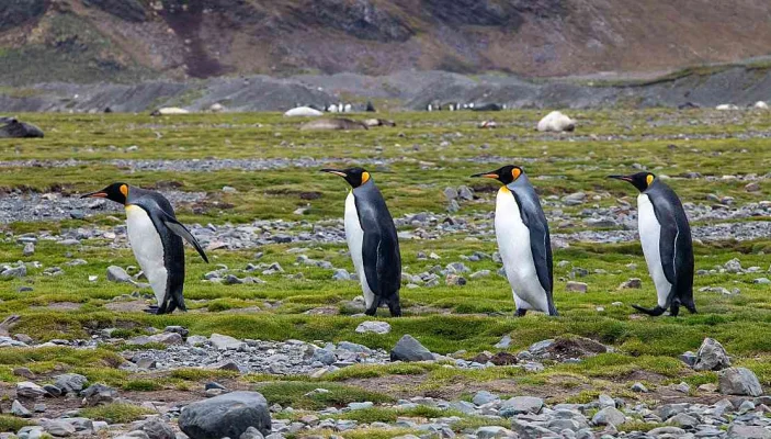 Populaţiile de pinguini imperiali scad „mai repede decât se preconiza”