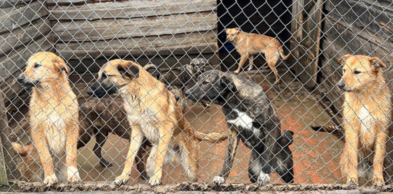 Copil de trei ani, ajuns la un spital din Tecuci, după ce a fost muşcat de mai mulţi câini fără stăpân / Incidentul s-a produs în curtea locuinţei / Poliţia a demarat verificări