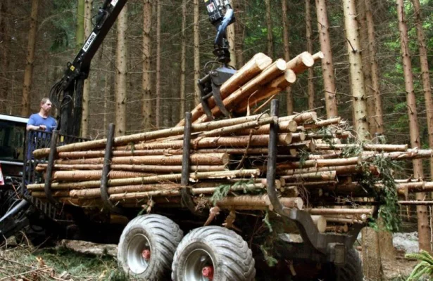 Relansarea industriei de prelucrare a lemnului ar aduce mulți bani la bugetul statului
