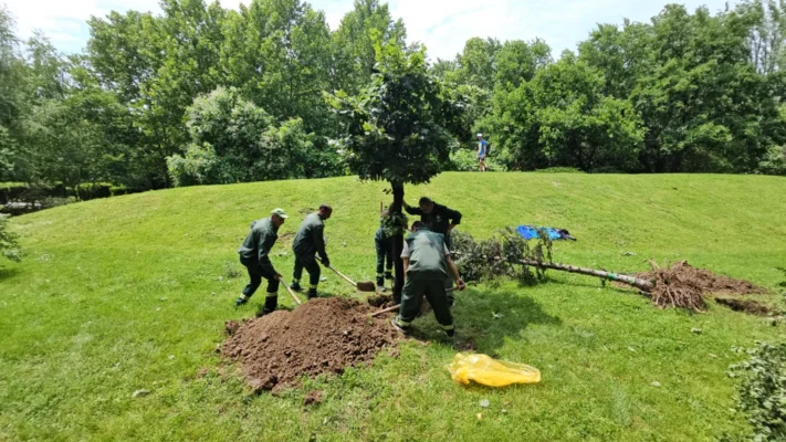 Totul Verde a început transplantarea arborilor de la Unirii în parcurile din sectorul 4