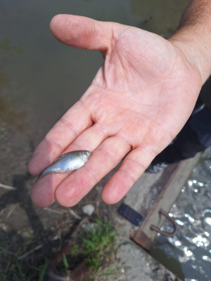 Este foarte probabil ca majoritatea faunei piscicole să fi dispărut din Târnava Mică în urma inundării salinei Praid, spun experţii