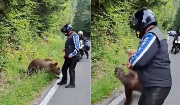 Cei trei pui ai ursoaicei care a ucis un motociclist italian pe Transfăgărăşan vor fi duşi în Centrul de reabilitare pentru urşi de la Zărneşti, anunţă Ministerul Mediului