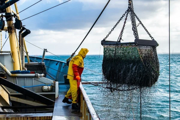 Ariile marine protejate sunt rareori protejate împotriva pescuitului, arată un studiu de specialitate