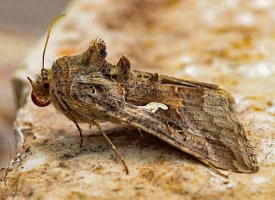 Fluturele migrator „Buha Gamma” prezent în România, inclusiv în orașe ca București, Brașov și Focșani: dăunează culturilor, dar nu poate fi combătut cu insecticide / Fenomen sezonier / Nu există soluții omologate pentru combaterea lui în mediul urban