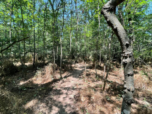 Cruci care pomenesc victimele ciumei din vremea domnitorului Caragea, găsite într-o pădure din Buzău, ar putea fi incluse într-un traseu turistic