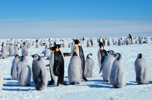 Populaţiile de pinguini imperiali scad „mai repede decât se preconiza” din cauza încălzirii globale