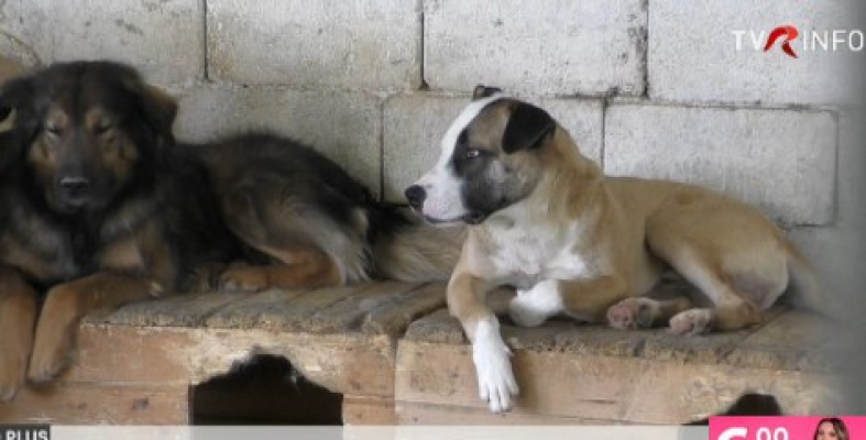 Dosar penal pentru un bărbat care a maltratat un câine pe care îl adoptase, apoi l-a abandonat. Riscă până la 5 ani închisoare