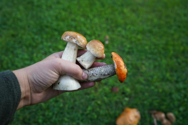 Care este primul lucru pe care trebuie să-l faci dacă ai consumat ciuperci otrăvitoare