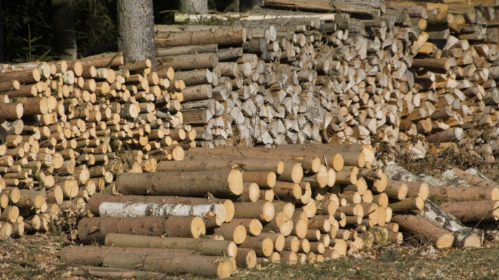 Dosar de corupție în domeniul forestier: 15 suspecți, inclusiv un primar și un fost director