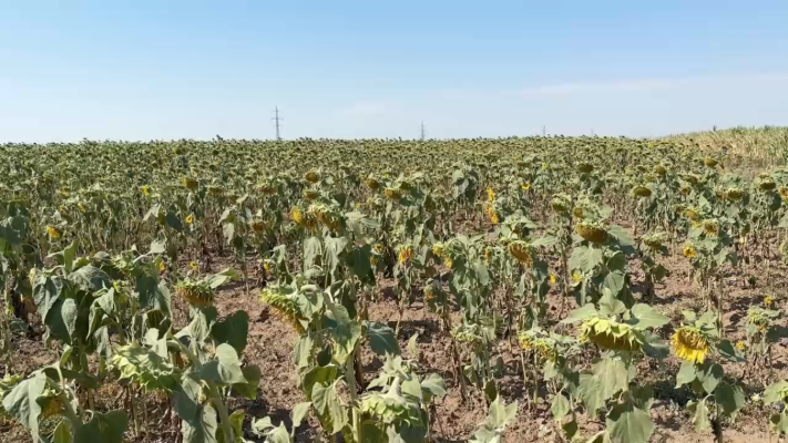 Canicula a pus stăpânire pe sudul țării. Seceta pedologică a afectat în special culturile agricole fără irigații