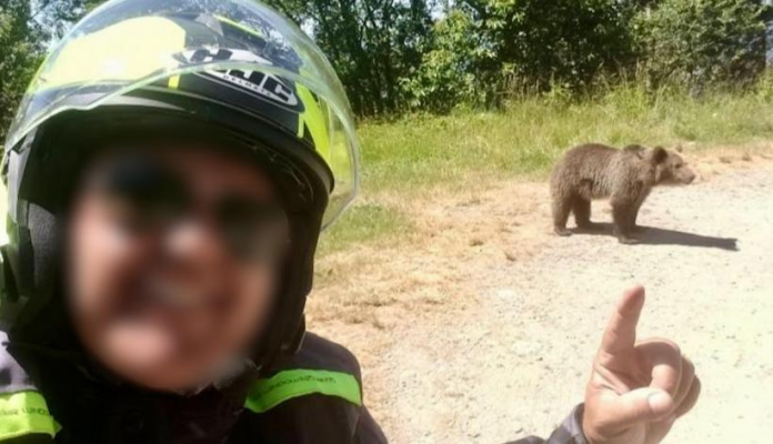 Un motociclist italian a fost ucis de urs pe Transfăgărășan. Turistul și-a făcut poze cu sălbăticiunea care l-a sfâșiat