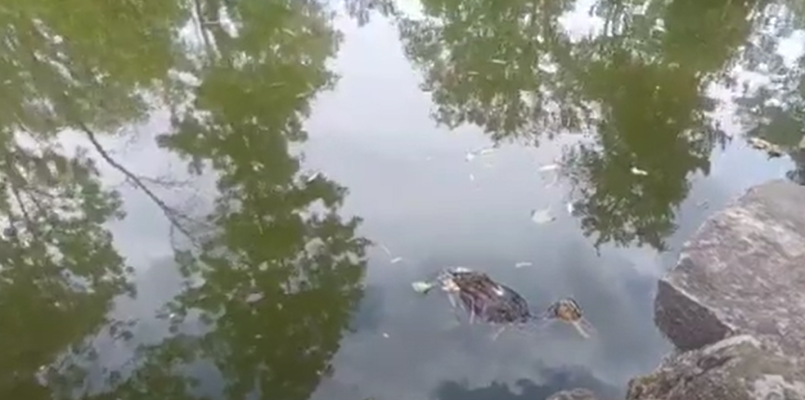 Moarte misterioasă a 18 rațe în Parcul Crâng din Buzău. Suspiciuni în legătură cu o posibilă poluare sau cu braconajul