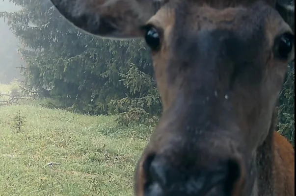 VIDEO Un cerb curios, surprins în timp ce-și face ”un selfie„ în Parcul Național Retezat / Pare foarte interesat de camera video montată de pădurari