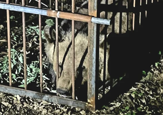 Cinci urși prinși în Târgu Mureș de la începutul lunii mai / Un pui a fost capturat noaptea trecută / Un urs tânăr, observat în zona Spitalului de Psihiatrie şi în curtea Universităţii de Medicină