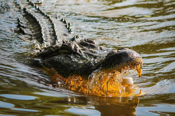 Bărbat de 80 de ani, ucis de crocodil pe insula Sumatra din Indonezia / Bărbatul a vrut să se spele pe picioare într-un râu după ce tunsese iarba din grădină