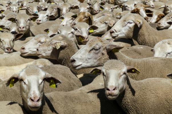 Fermierii au obligaţia să respecte măsurile specifice protejării animalelor în perioadele caniculare
