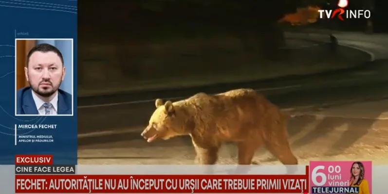 Mircea Fechet, la TVR INFO: Urșii agresivi trebuie împușcați. Când vine vorba de viața omului, nu trebuie să facem nici o concesie