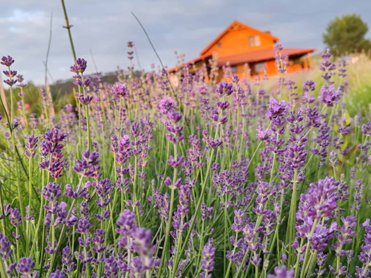 VIDEO FOTO. Oază de relaxare, liniște și parfum la ”Lavandă de pe Someș” în Bonțida. Ce pot face vizitatorii cât e ziua de lungă