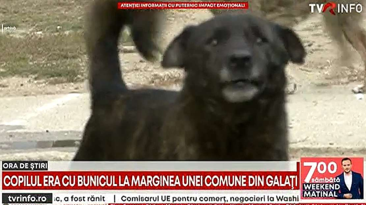 Copil de trei ani, atacat violent de un câine vagabond. Micuțul, cu răni pe tot corpul, a ajuns la spital