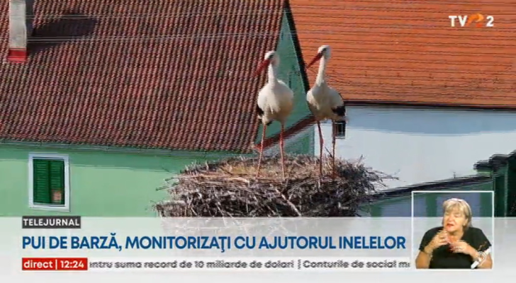 Pui de barză, monitorizați cu ajutorul inelelor. Acest lucru va permite supravegherea atentă a păsărilor, observarea migrației și a supraviețuirii lor pe termen lung