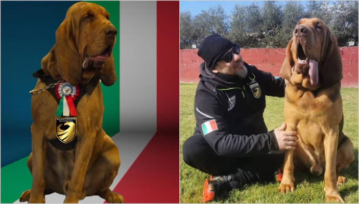 Indignare în Italia după uciderea unui câine care a salvat 9 vieţi. Meloni: „Un act laş şi inacceptabil”