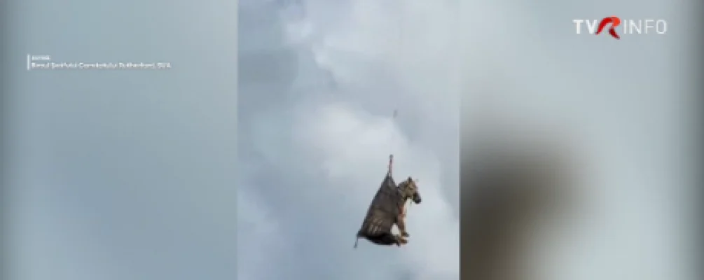 Ed, zebra care a ajuns faimoasă după ce a „evadat”de la noii săi proprietari