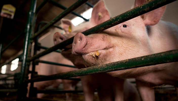 Asociaţia Producătorilor de Carne de Porc solicită măsuri urgente pentru controlul pestei porcine africane