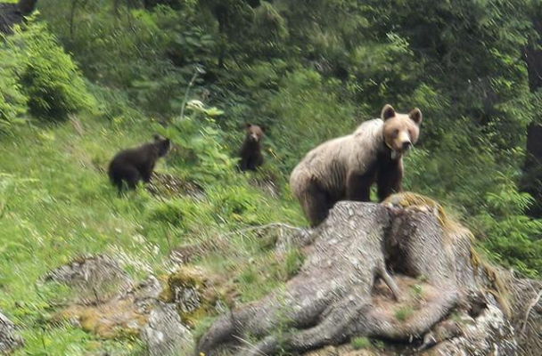 Avertizare pentru turiştii aflaţi în zona cabanei Mălăieşti, din Bucegi, unde o ursoaică a fost văzută foarte aproape de unitatea turistică/ Recomandările salvamontiştilor