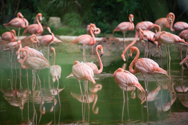 Culturile de orez pentru risotto, amenințate de păsările flamingo în nord-estul Italiei