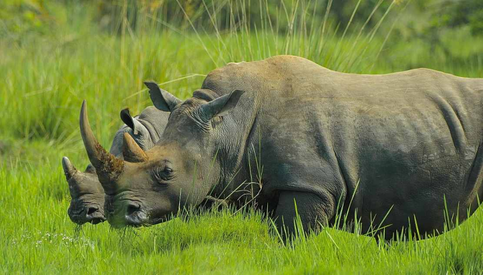 Zece rinoceri negri, specie în pericol de dispariţie, au fost mutaţi din Africa de Sud în Mozambic