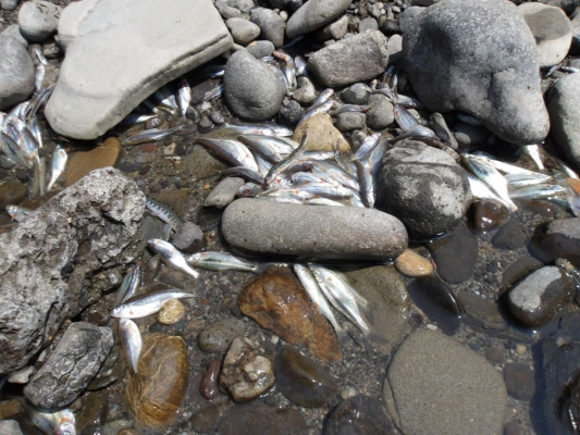 Dezastrul ecologic de la Praid. Experți: Este foarte probabil ca majoritatea faunei piscicole să fi dispărut din Târnava Mică