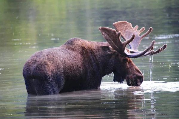 Proiect pentru reintroducerea elanului în Parcul Natural Vânători Neamţ / ”Vor contribui la restaurarea echilibrului ecologic şi vor menţine biodiversitatea locală”