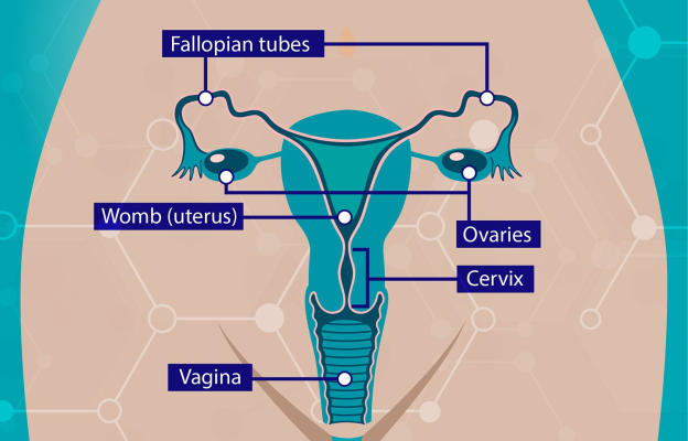 O metodă de a contracara rezistența la chimioterapie în cancerul ovarian, descoperită de cercetători de la Imperial College London