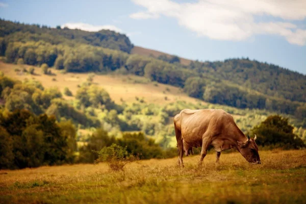 Referendum eșuat într-o comună din Bistrița-Năsăud: Sătenii s-au opus transformării păşunilor în zone cu destinaţie turistică