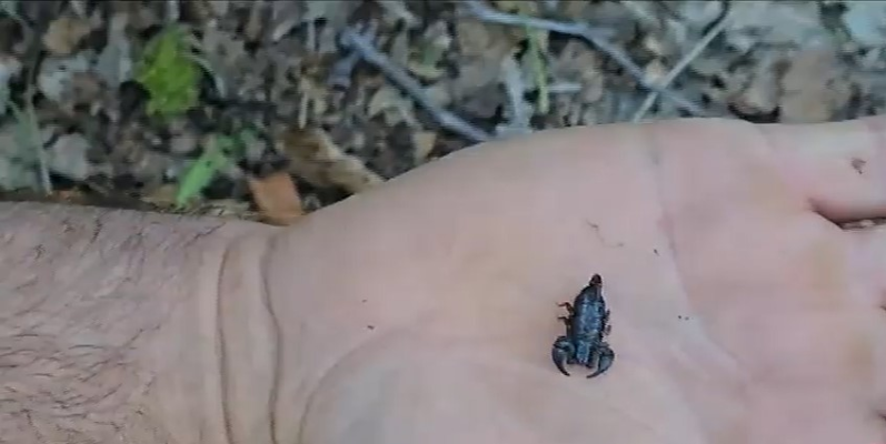 Ţinutul Buzăului, preferat de scorpioni, în special în zona Colți. Zeci de exemplare pot fi văzute în aceste zile caniculare