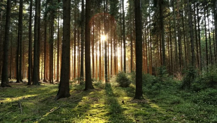 Pădurea Crâng, rămăşiţă a celebrilor Codrii ai Vlăsiei, redevine rezervaţie naturală după o decizie definitivă a Curţii de Apel Ploieşti