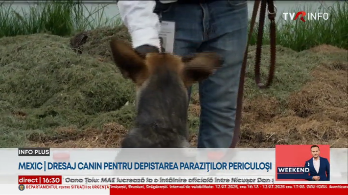 În Mexic, câinii sunt dresați pentru a depista un parazit periculos care amenință oamenii și animalele