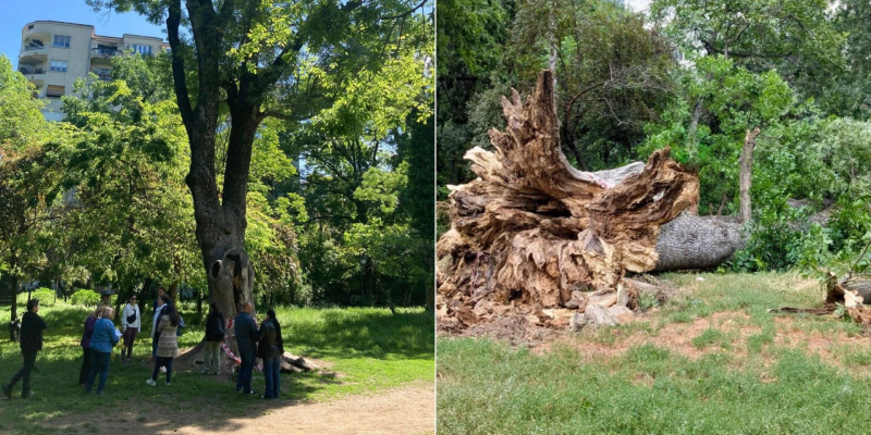 FOTO Arbore secular din Parcul Cișmigiu – un frasin – simbol al grădinii, doborât de furtuna de joi / Comunitatea făcea eforturi să-l salveze / „Într-un trist gest de vandalism”, copacul străvechi fusese incendiat parțial în aprilie